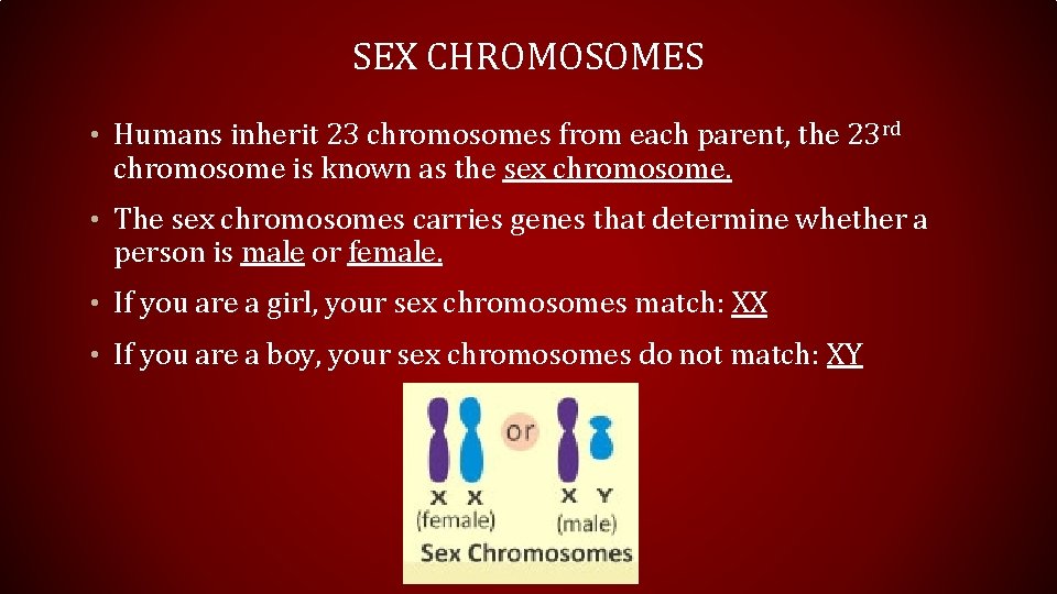 SEX CHROMOSOMES • Humans inherit 23 chromosomes from each parent, the 23 rd chromosome