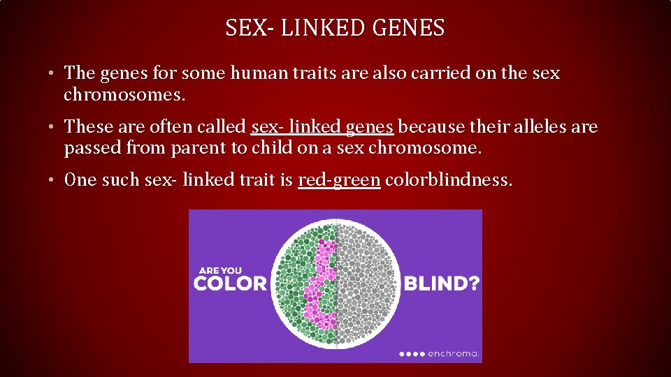 SEX- LINKED GENES • The genes for some human traits are also carried on