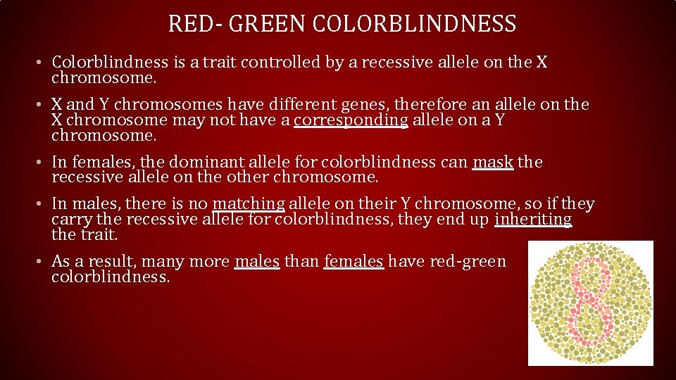 RED- GREEN COLORBLINDNESS • Colorblindness is a trait controlled by a recessive allele on