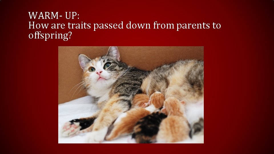 WARM- UP: How are traits passed down from parents to offspring? 