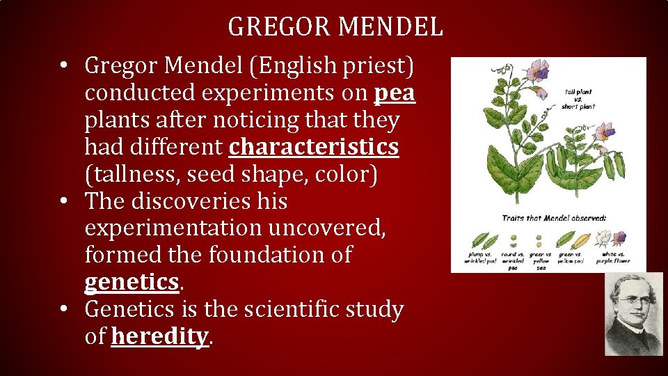 GREGOR MENDEL • Gregor Mendel (English priest) conducted experiments on pea plants after noticing