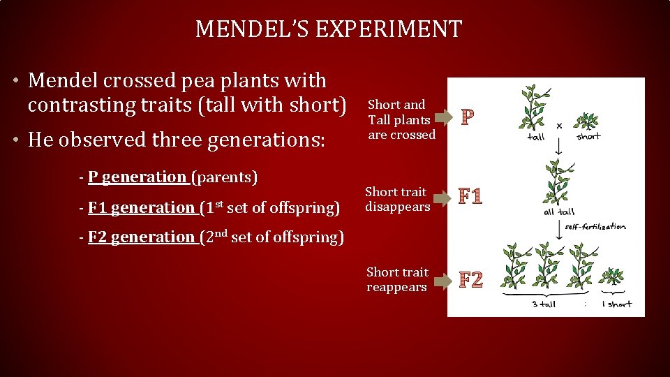 MENDEL’S EXPERIMENT • Mendel crossed pea plants with contrasting traits (tall with short) •