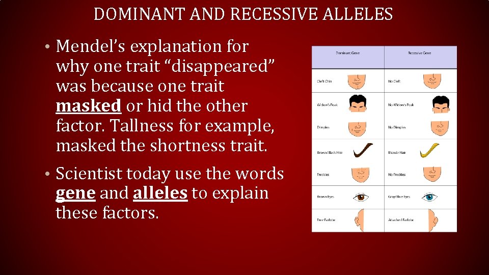 DOMINANT AND RECESSIVE ALLELES • Mendel’s explanation for why one trait “disappeared” was because