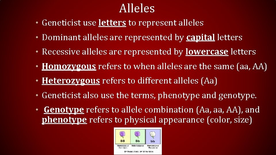 Alleles • Geneticist use letters to represent alleles • Dominant alleles are represented by
