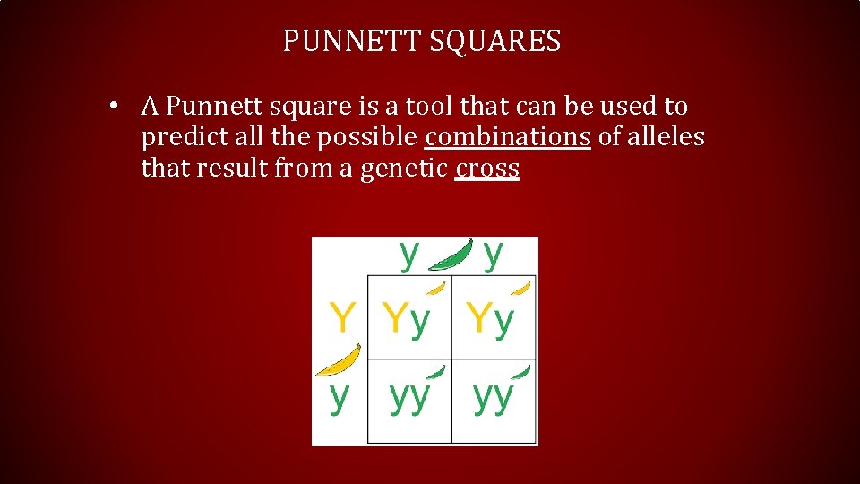 PUNNETT SQUARES • A Punnett square is a tool that can be used to