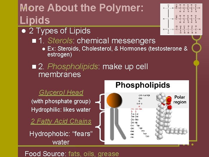 More About the Polymer: Lipids l 2 Types of Lipids n 1. Sterols: chemical