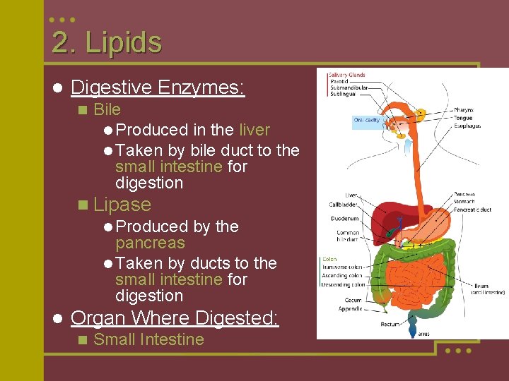 2. Lipids l Digestive Enzymes: n Bile l Produced in the liver l Taken