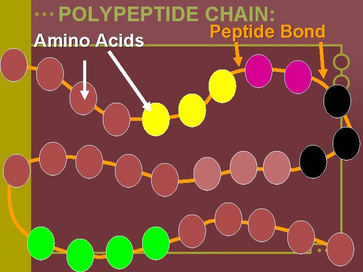 POLYPEPTIDE CHAIN: Amino Acids Peptide Bond 