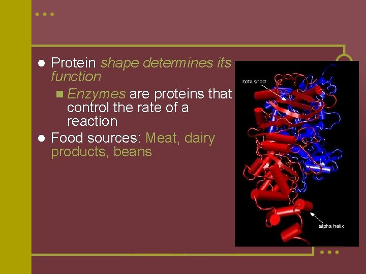 Protein shape determines its function n Enzymes are proteins that control the rate of