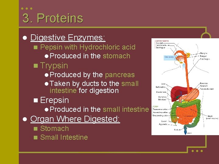 3. Proteins l Digestive Enzymes: n Pepsin with Hydrochloric acid l Produced in the