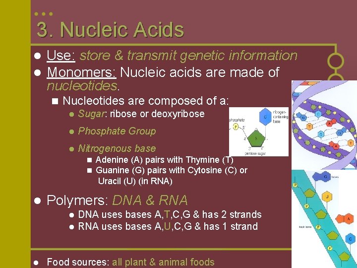 3. Nucleic Acids l l Use: store & transmit genetic information Monomers: Nucleic acids