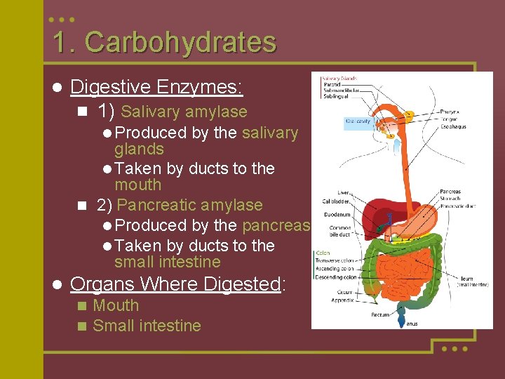1. Carbohydrates l Digestive Enzymes: n 1) Salivary amylase l Produced by the salivary