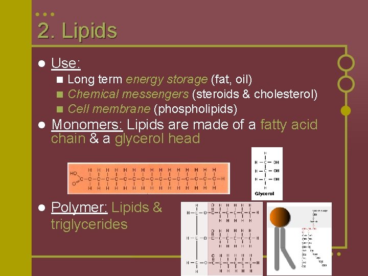 2. Lipids l Use: n n n Long term energy storage (fat, oil) Chemical