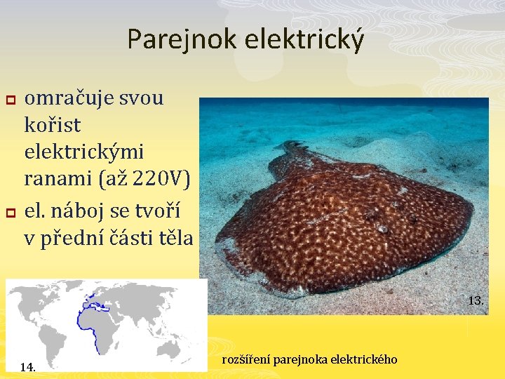 Parejnok elektrický p p omračuje svou kořist elektrickými ranami (až 220 V) el. náboj