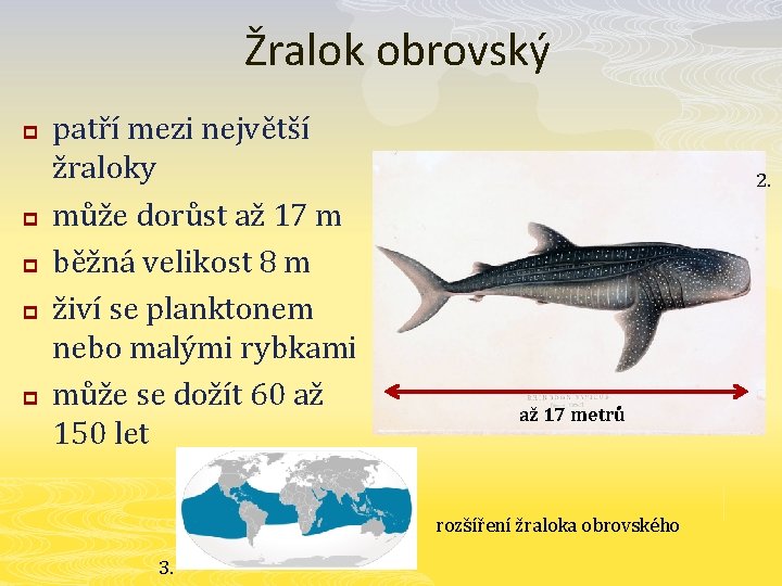 Žralok obrovský p p patří mezi největší žraloky může dorůst až 17 m běžná