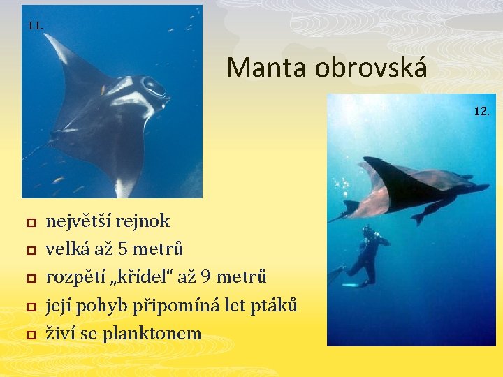 11. Manta obrovská 12. p p p největší rejnok velká až 5 metrů rozpětí