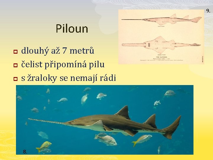 9. Piloun p p p dlouhý až 7 metrů čelist připomíná pilu s žraloky