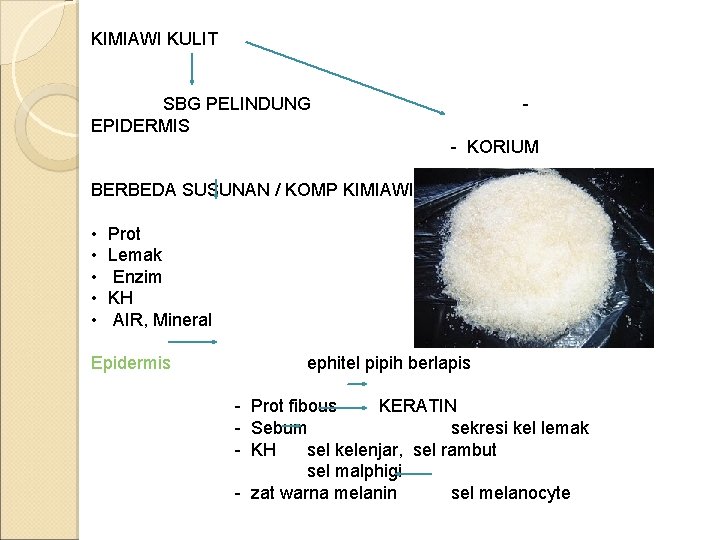 KIMIAWI KULIT SBG PELINDUNG EPIDERMIS - KORIUM BERBEDA SUSUNAN / KOMP KIMIAWI • • KIMIAWI KULIT SBG PELINDUNG EPIDERMIS - KORIUM BERBEDA SUSUNAN / KOMP KIMIAWI • •