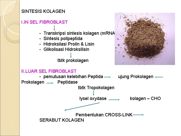 SINTESIS KOLAGEN I. IN SEL FIBROBLAST - Transkripsi sintesis kolagen (m. RNA) Sintesis polipeptida