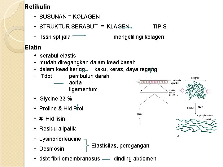 Retikulin • SUSUNAN = KOLAGEN • STRUKTUR SERABUT = KLAGEN • Tssn spt jala