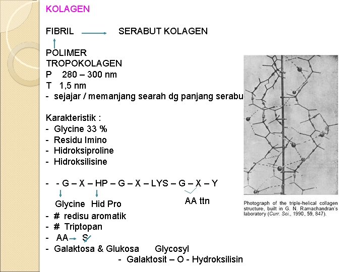 KOLAGEN FIBRIL SERABUT KOLAGEN POLIMER TROPOKOLAGEN P 280 – 300 nm T 1, 5