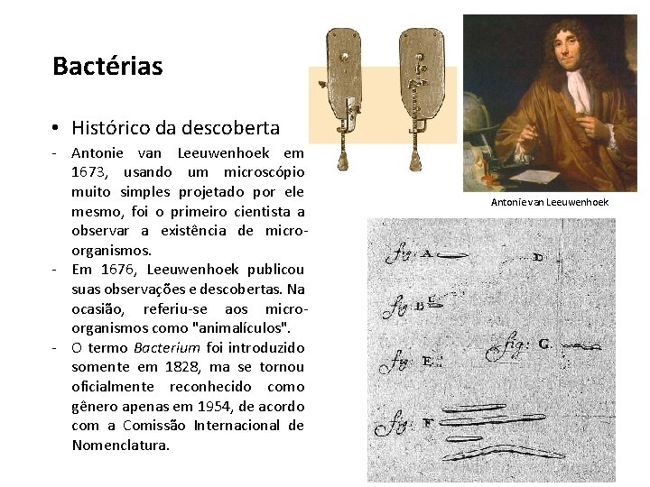 Bactérias • Histórico da descoberta - Antonie van Leeuwenhoek em 1673, usando um microscópio