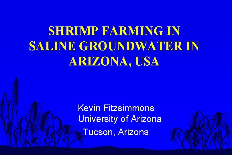 SHRIMP FARMING IN SALINE GROUNDWATER IN ARIZONA, USA Kevin Fitzsimmons University of Arizona Tucson,