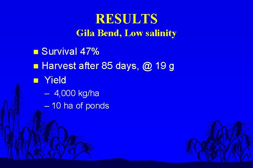 RESULTS Gila Bend, Low salinity Survival 47% n Harvest after 85 days, @ 19