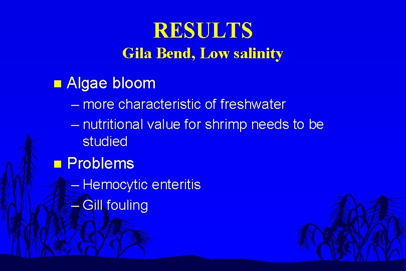 RESULTS Gila Bend, Low salinity n Algae bloom – more characteristic of freshwater –