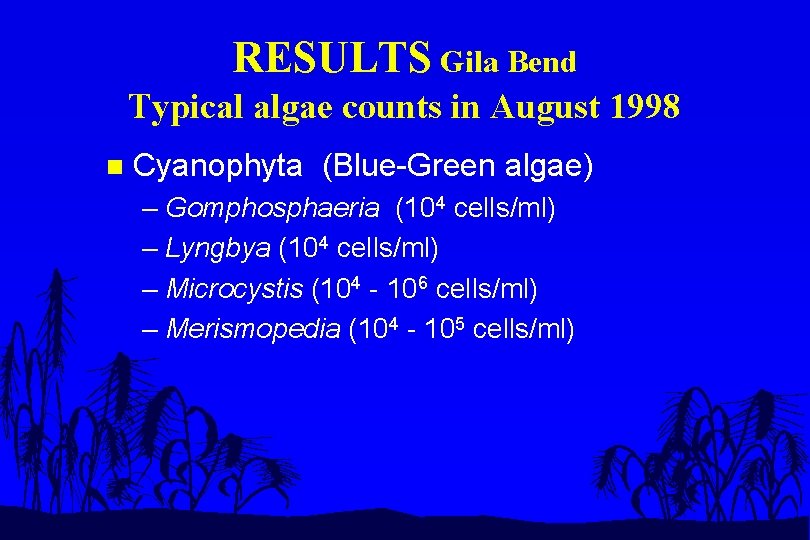 RESULTS Gila Bend Typical algae counts in August 1998 n Cyanophyta (Blue-Green algae) –