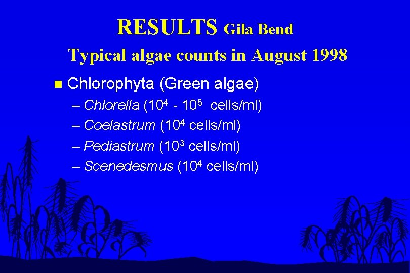RESULTS Gila Bend Typical algae counts in August 1998 n Chlorophyta (Green algae) –