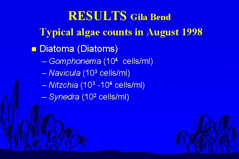RESULTS Gila Bend Typical algae counts in August 1998 n Diatoma (Diatoms) – Gomphonema
