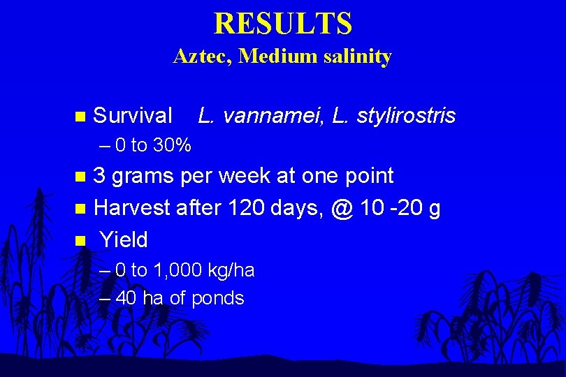 RESULTS Aztec, Medium salinity n Survival L. vannamei, L. stylirostris – 0 to 30%