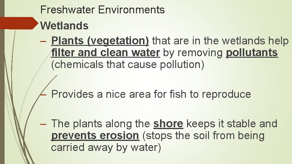 Freshwater Environments Wetlands – Plants (vegetation) that are in the wetlands help filter and