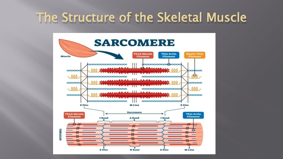 The Structure of the Skeletal Muscle 