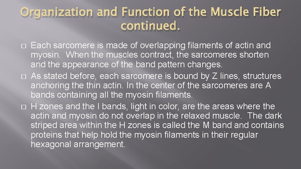 Organization and Function of the Muscle Fiber continued. � � � Each sarcomere is