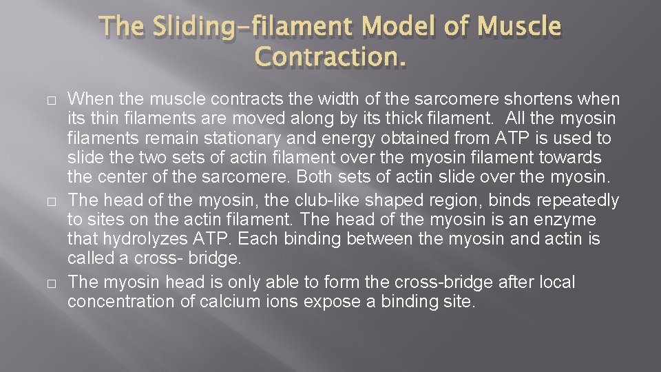The Sliding-filament Model of Muscle Contraction. � � � When the muscle contracts the