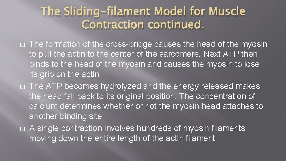 The Sliding-filament Model for Muscle Contraction continued. � � � The formation of the