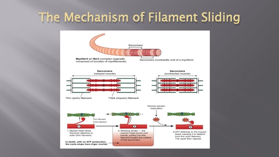 The Mechanism of Filament Sliding 