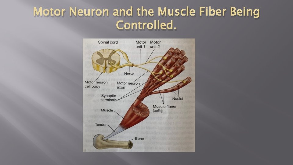 Motor Neuron and the Muscle Fiber Being Controlled. 