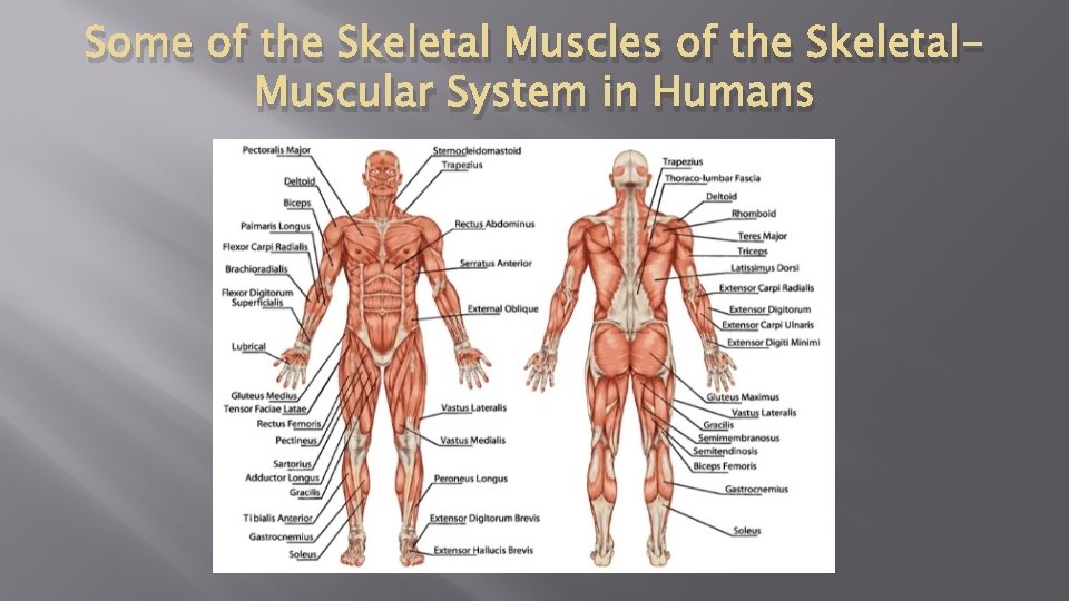 Some of the Skeletal Muscles of the Skeletal. Muscular System in Humans 