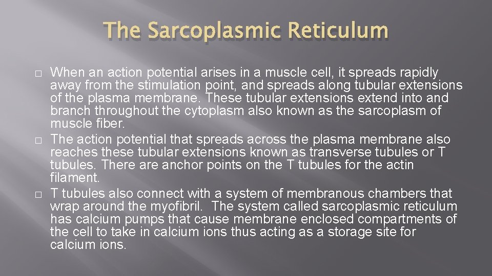 The Sarcoplasmic Reticulum � � � When an action potential arises in a muscle