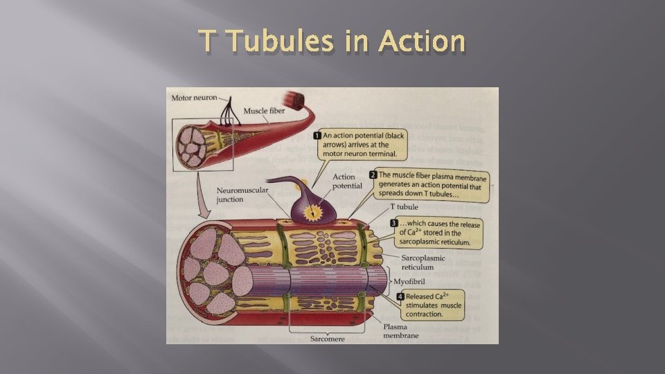 T Tubules in Action 