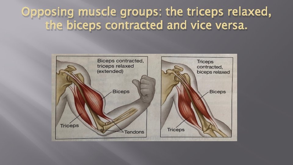 Opposing muscle groups: the triceps relaxed, the biceps contracted and vice versa. 