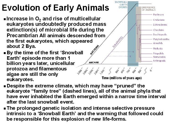 Evolution of Early Animals Increase in O 2 and rise of multicellular eukaryotes undoubtedly