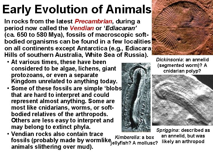 Early Evolution of Animals In rocks from the latest Precambrian, during a period now