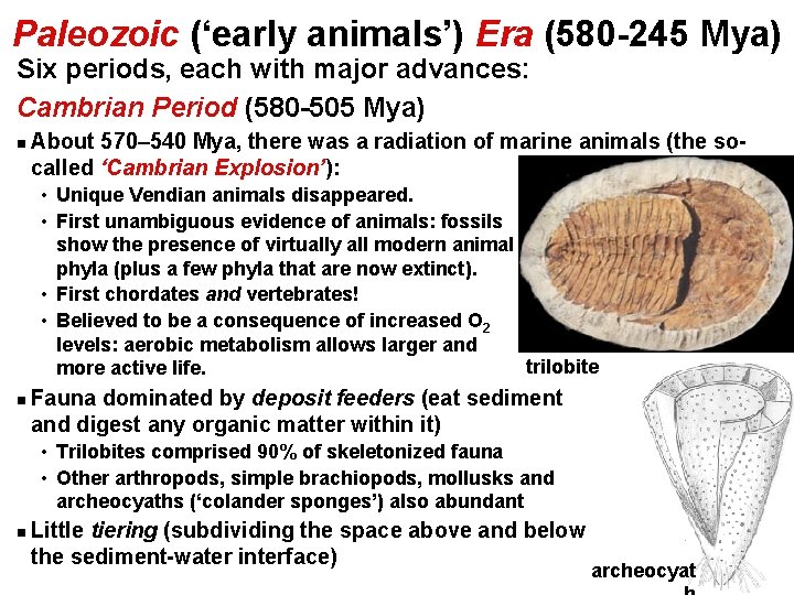 Paleozoic (‘early animals’) Era (580 -245 Mya) Six periods, each with major advances: Cambrian