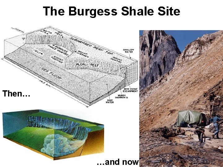 The Burgess Shale Site Then… …and now 