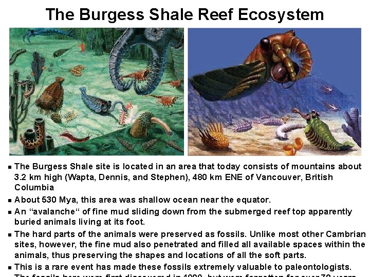 The Burgess Shale Reef Ecosystem The Burgess Shale site is located in an area