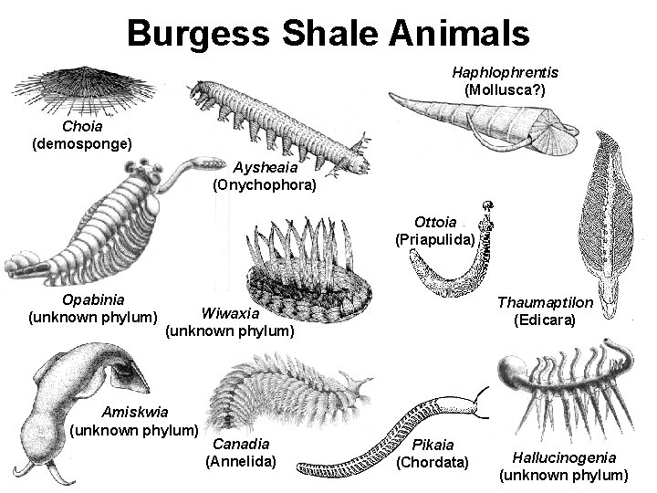 Burgess Shale Animals Haphlophrentis (Mollusca? ) Choia (demosponge) Aysheaia (Onychophora) Ottoia (Priapulida) Opabinia (unknown